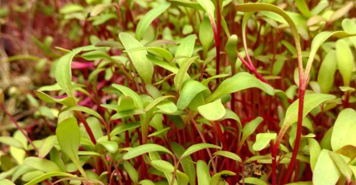 Greens For Kids? Try These 6 Surprisingly Yummy Ways To Make Them