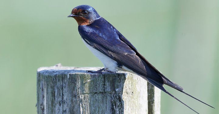 Amazing Facts About Birds For Kids