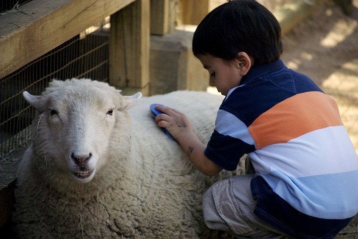 Fun Facts On Farm Animals: Things Every Child Should Know