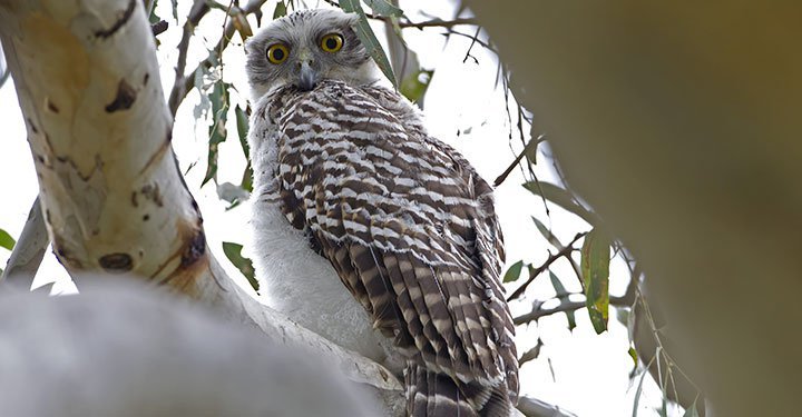 Interesting And Fun Facts About Owls For Kids
