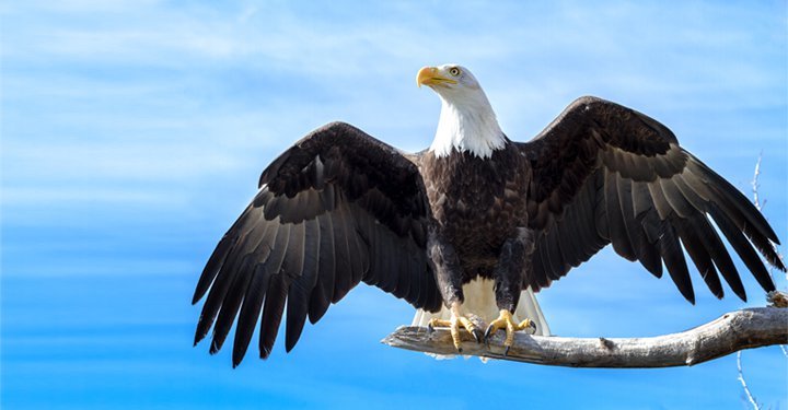 Amazing Facts About Birds For Kids