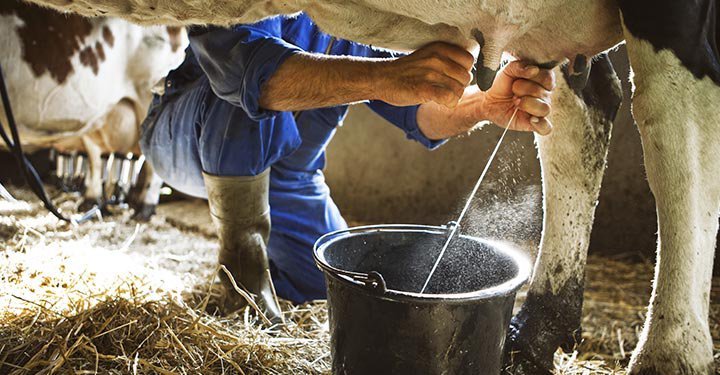 How Much Has A Glass Of Milk Travelled To Get To You?