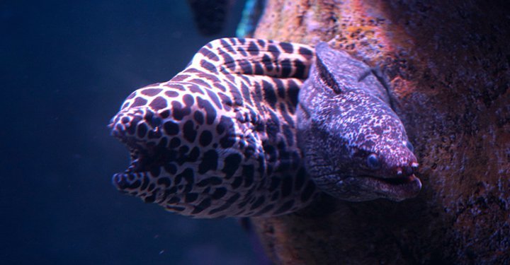 VGP Underwater Aquarium In Chennai