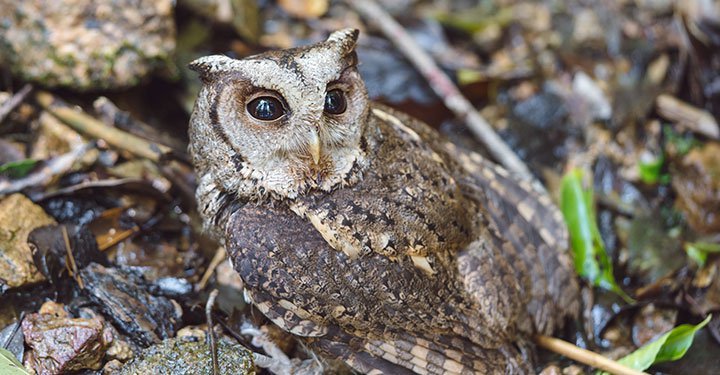 Interesting And Fun Facts About Owls For Kids