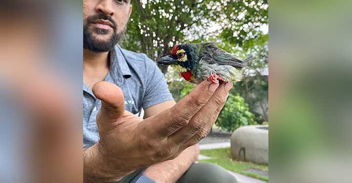 MS Dhoni And Daughter Ziva Team Up To Save An Injured Bird