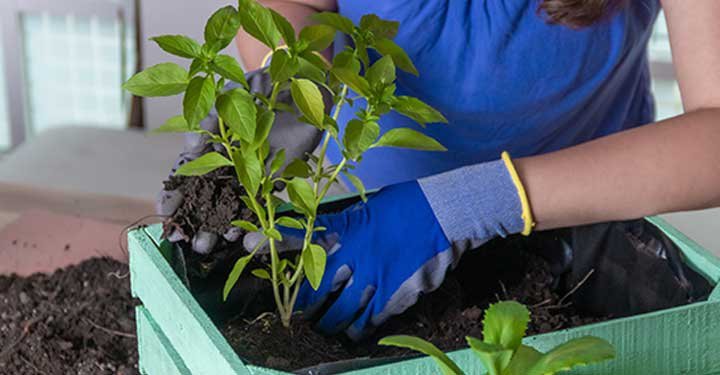 How Gardening Can Help Your Child Learn