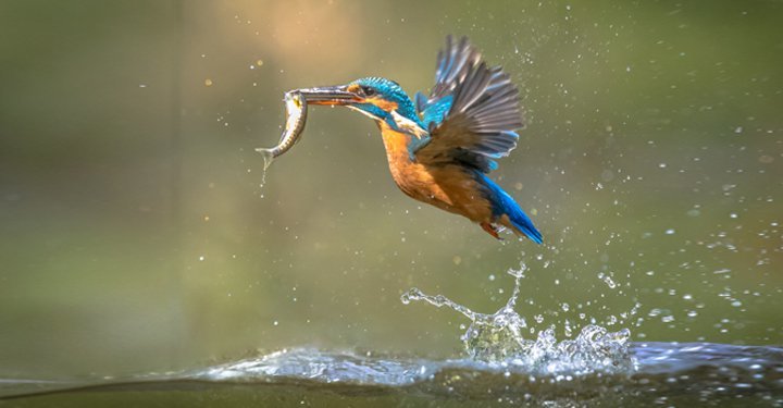 Amazing Facts About Birds For Kids