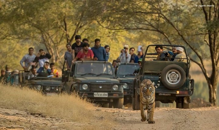 10 Best Places To Spot Tigers In India With Your Family