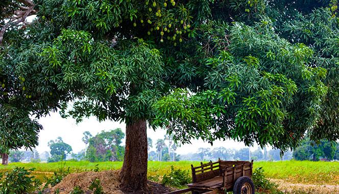 about mango tree in english