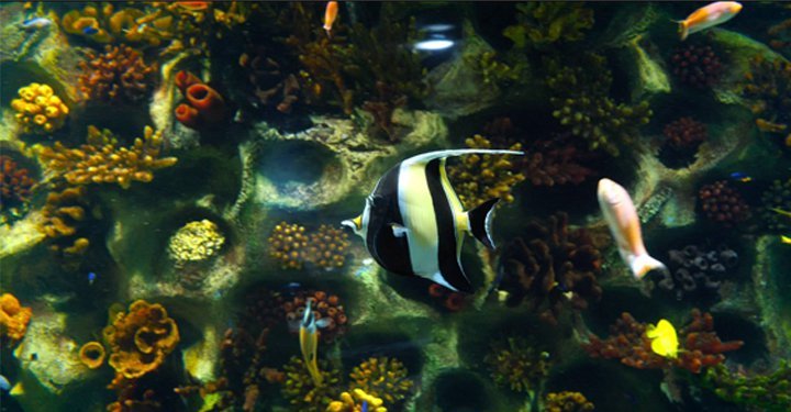 VGP Underwater Aquarium In Chennai