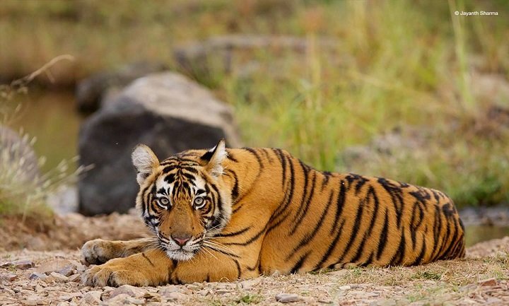 We Bring You The 10 Best Places To Spot Tigers In India With Your Family