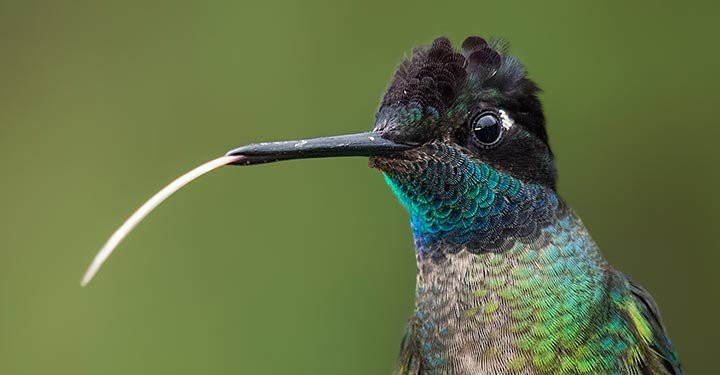 Interesting Facts About Hummingbirds For Kids