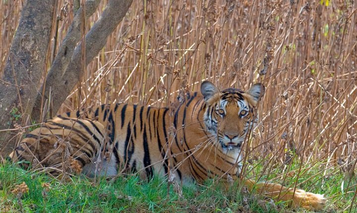 10 Best Places To Spot Tigers In India With Your Family