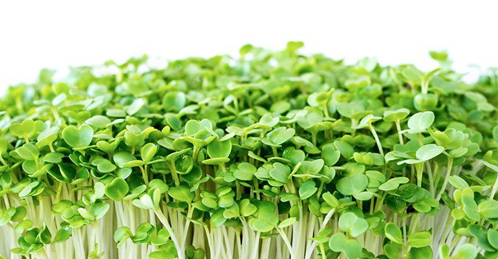 Greens For Kids? Try These 6 Surprisingly Yummy Ways To Make Them