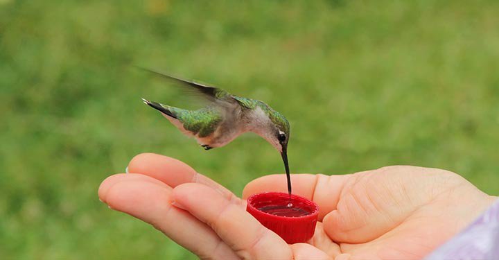 Interesting Facts About Hummingbirds For Kids