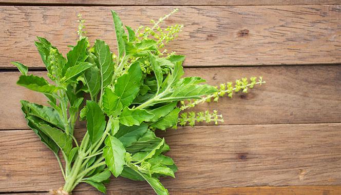 Holy basil (tulsi) leaves: Uses, health benefits, medicinal properties and side-effects