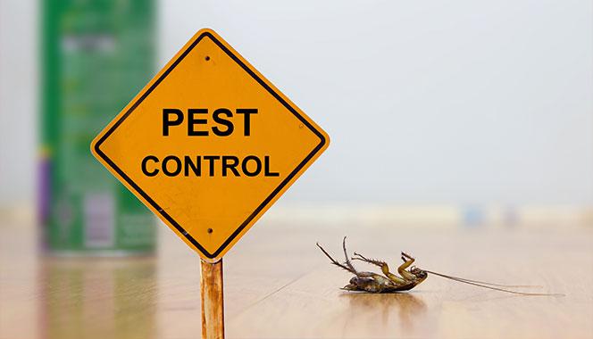 Looking for pest control? Check out these home remedies to get rid of cockroaches naturally
