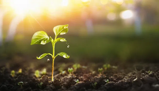 Celebrate new year with gardening a new plant