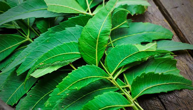 Top 10 amazing benefits and uses of neem leaves: From treating skin issues to soothing tired eyes, neem is a herb that heals