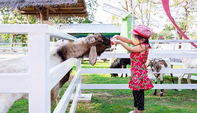 Why A Visit To A Farm Is The Best Outing For Your Child